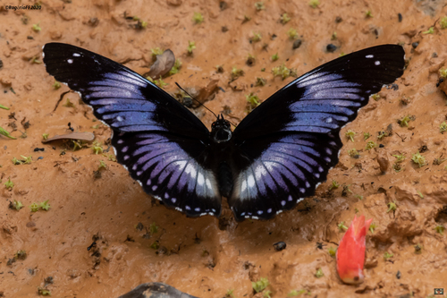 Blue Diadem Butterfly
