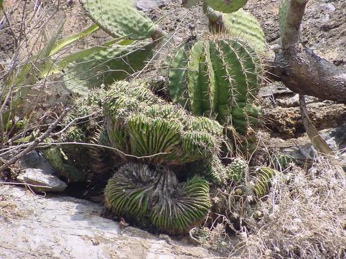 Emory's barrel cactus