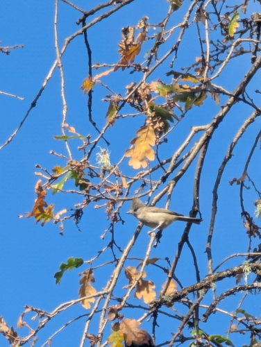 iNaturalist observation photo of Oak Titmouse