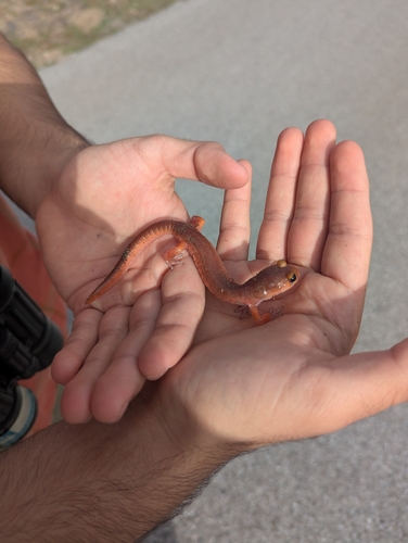 iNaturalist observation photo of Ensatina