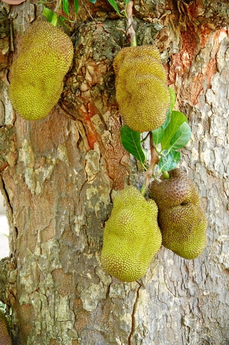 Jackfruit