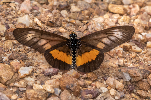 Peneleos Acraea