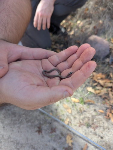 iNaturalist observation photo of Common Sharp-tailed Snake