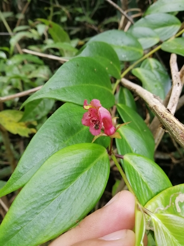 Aeschynanthus irigaensis