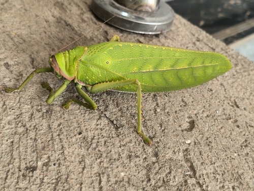 giant false-leaf katydid