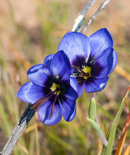 Geissorhiza splendidissima Diels