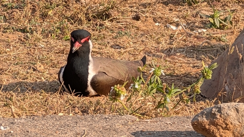 Red-wattled Lapwing