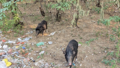 Wild Boar