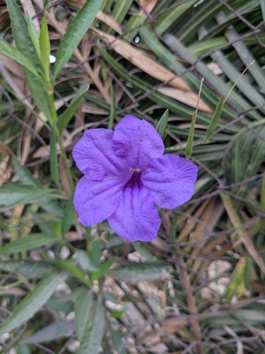 Mexican Ruellia (Ruellia simplex)