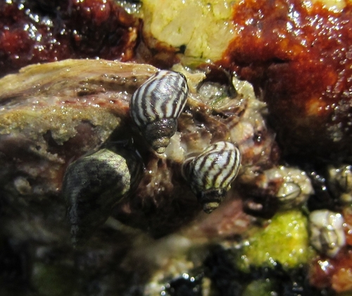 Echinolittorina lineolata