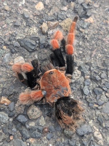 Mexican Fireleg Tarantula (Brachypelma boehmei)