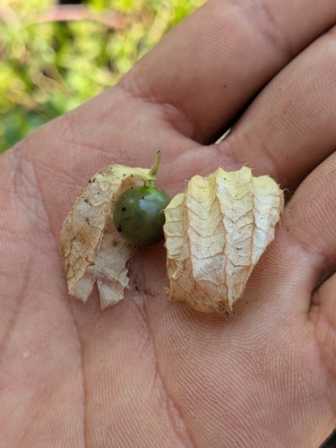 Physalis ampla (Physalis ampla)