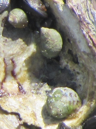 Littoraria flava