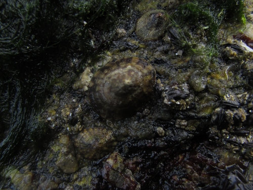Lottia subrugosa