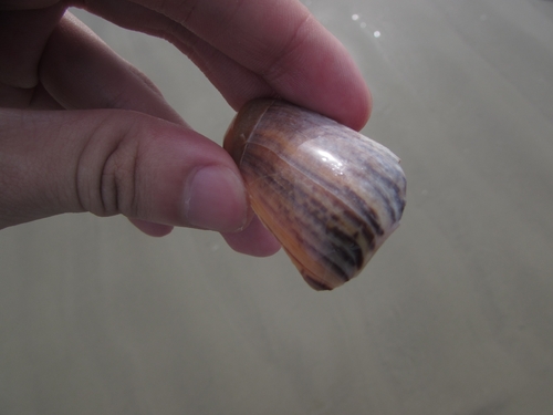 Olivancillaria urceus