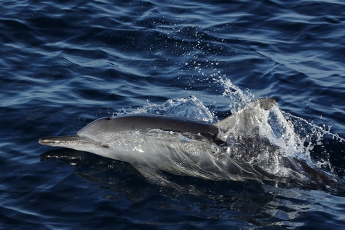 Stenella longirostris