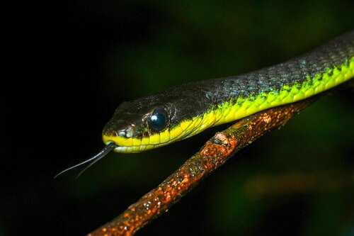 Common Tree Snake sighting