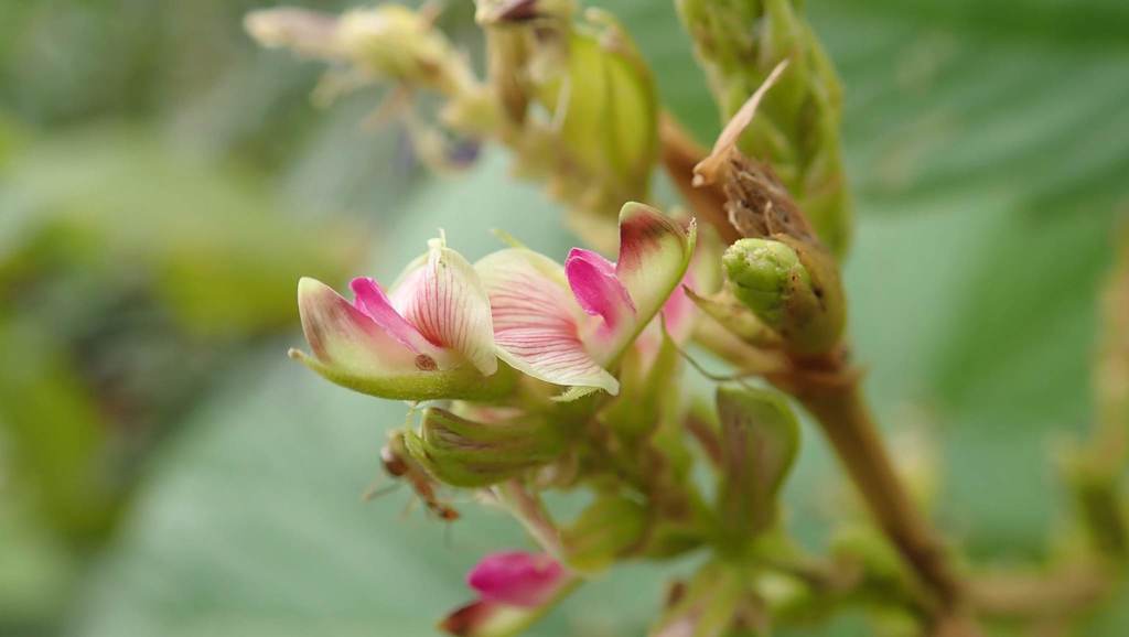 Flemingia macrophylla Flemingia