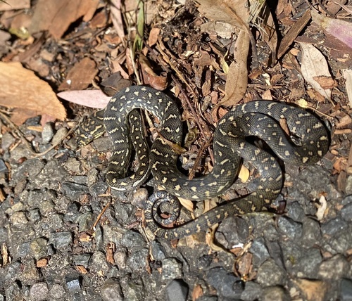 Diamond Python sighting