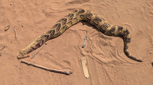 Puff Adder