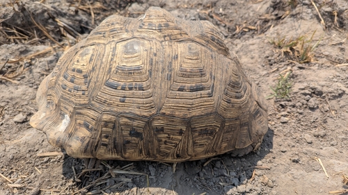 Leopard Tortoise