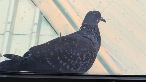 Speckled Pigeon