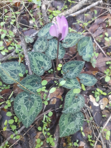 Persian Cyclamen