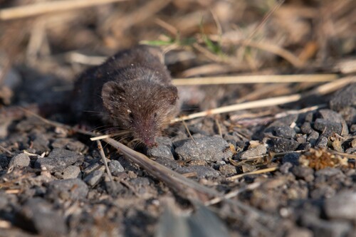 Asian Lesser White-toothed Shrew