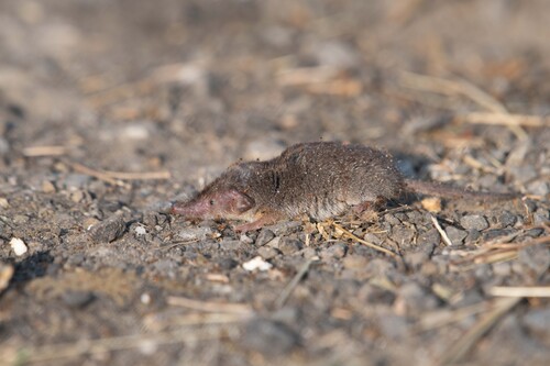 Asian Lesser White-toothed Shrew