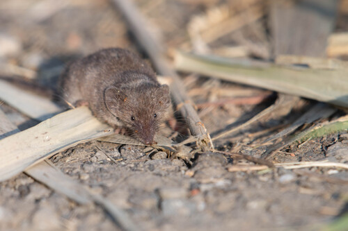 Asian Lesser White-toothed Shrew (Crocidura shantungensis) — Least Concern Mammalia