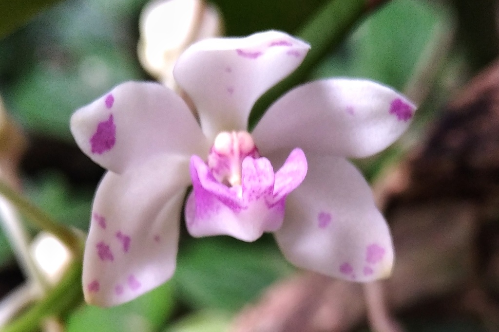 Lan ngọc điểm/đai châu (Rhynchostylis gigantea)