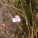 Utricularia nephrophylla - Photo (c) Anderson Rabello Pereira, all rights reserved, uploaded by Anderson Rabello Pereira