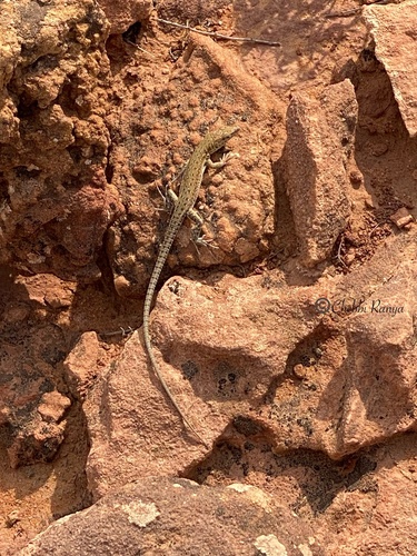Desert Lacerta