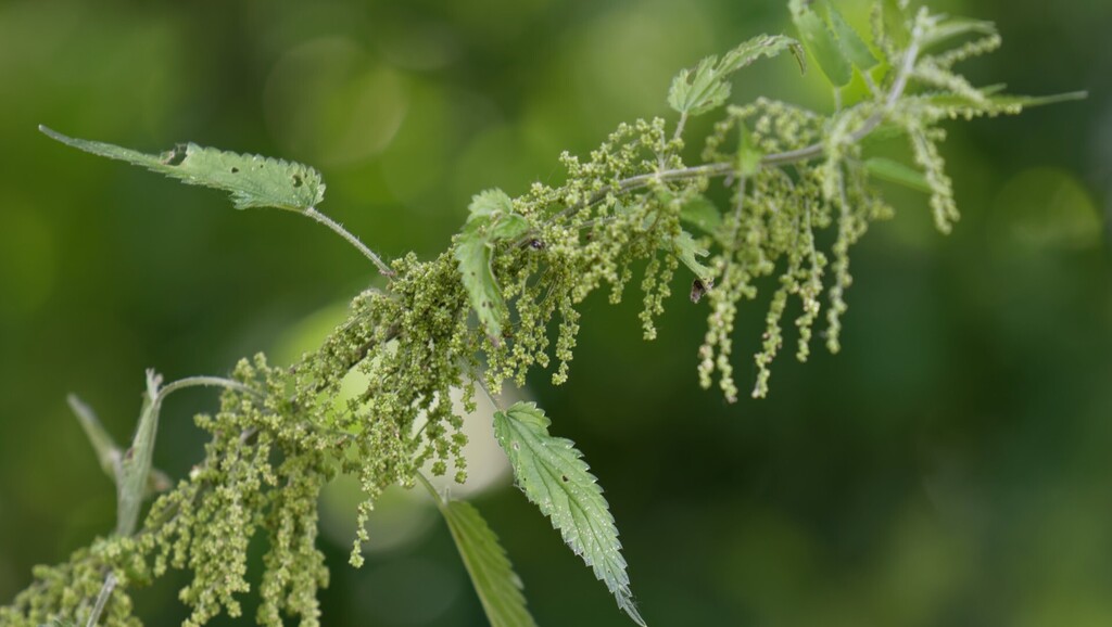 Urtica dioica