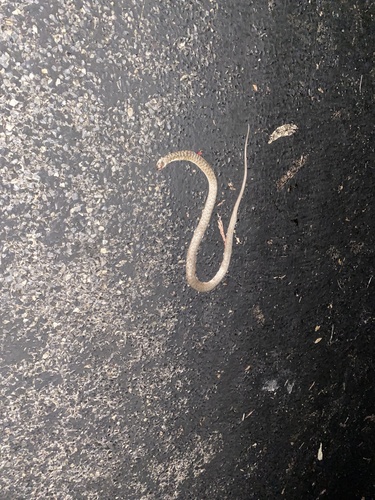 Common keelback sighting