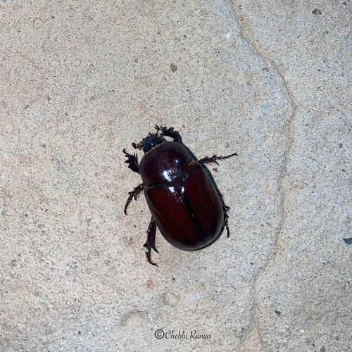 Phyllognathus excavatus