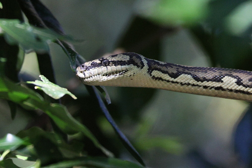 Jungle Carpet Python sighting