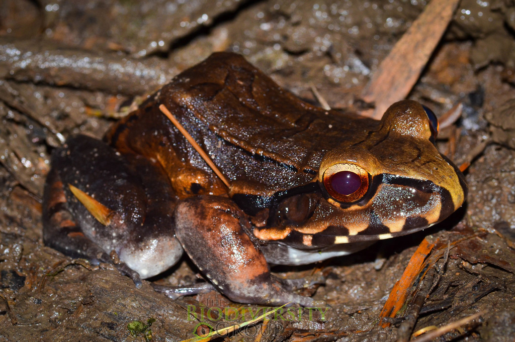 Coastal Ecuador Smoky Jungle Frog