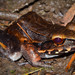 Leptodactylus peritoaktites - Photo (c) Ryan Lynch, όλα τα δικαιώματα διατηρούνται, uploaded by Ryan Lynch
