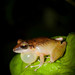 Cachabi Robber Frog - Photo (c) Ryan Lynch, all rights reserved, uploaded by Ryan Lynch