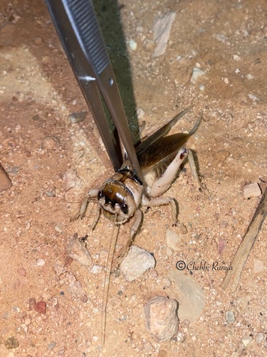 Brachytrupes megacephalus