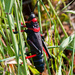 Koppie Foam Grasshopper - Photo (c) Tig, all rights reserved