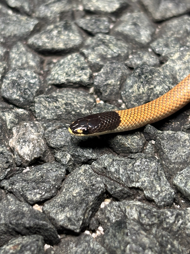 Gould's Hooded Snake sighting