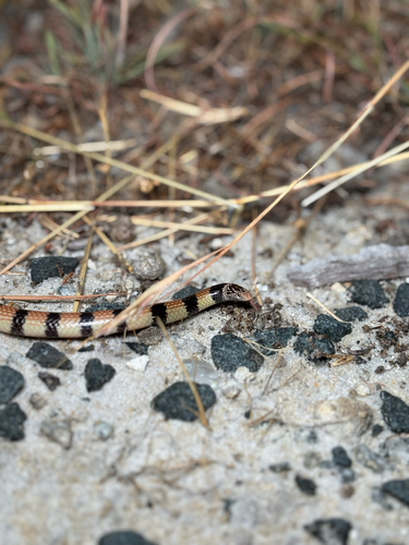 Southern Desert Banded Snake sighting