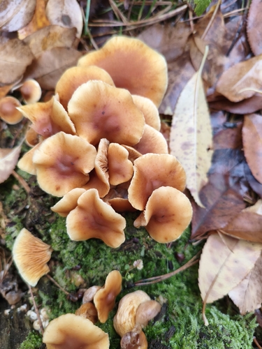 Pieczarkowce