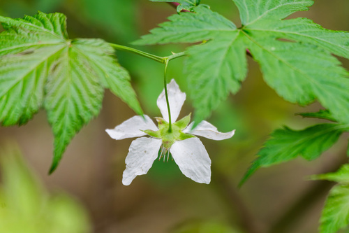 Chinese raspberry