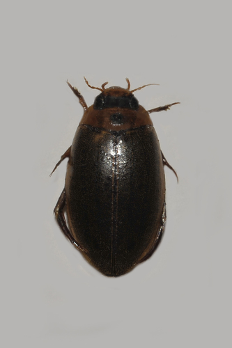 Rhantus notaticollis