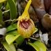 Masdevallia bonplandii - Photo (c) Sebastián Vizcarra, todos os direitos reservados, enviado por Sebastián Vizcarra