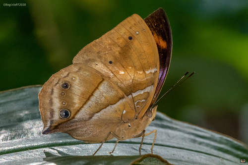 African leaf butterfly
