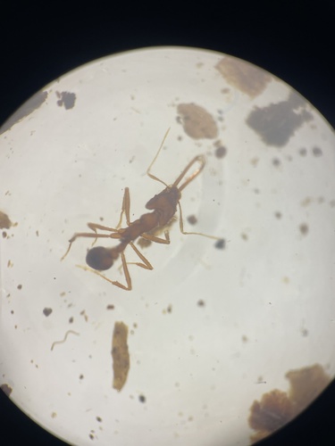 Strumigenys trudiferaStrumigenys trudifera